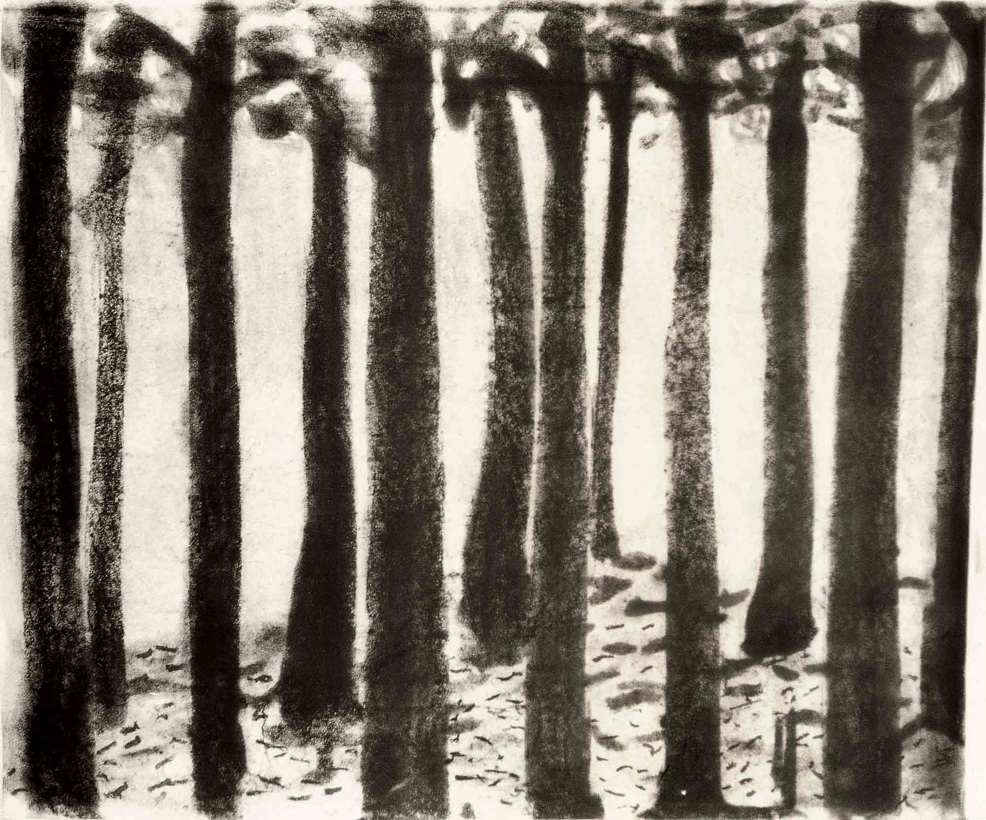 <em>Forest I</em>, 1975. Ink on paper, 26  x  32 in. (66 x 82 cm)